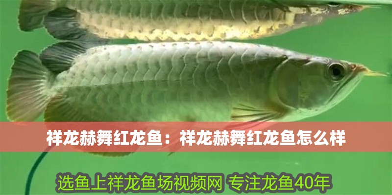 祥龍赫舞紅龍魚：祥龍赫舞紅龍魚怎么樣