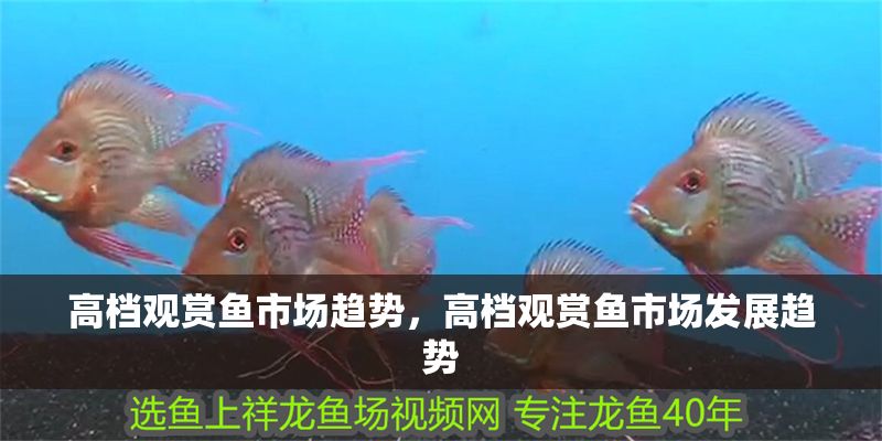 高檔觀賞魚市場趨勢，高檔觀賞魚市場發展趨勢