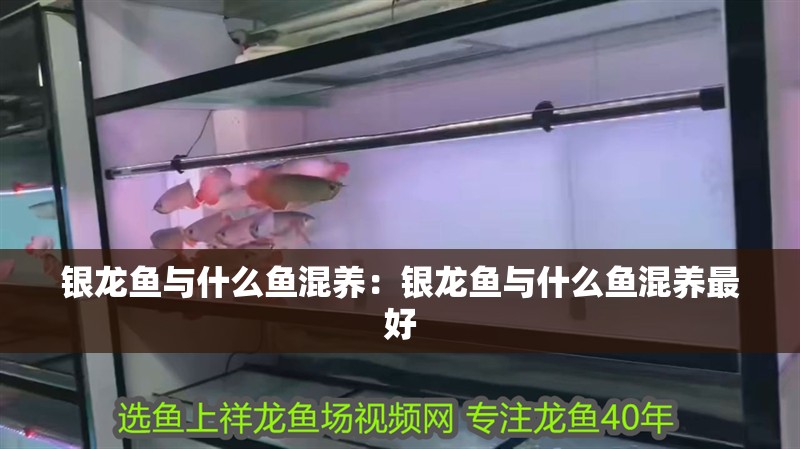 銀龍魚與什么魚混養：銀龍魚與什么魚混養最好 銀龍魚與什么魚混養：銀龍魚與什么魚混養最好 水族問答