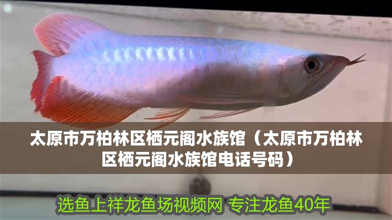 太原市萬柏林區棲元閣水族館（太原市萬柏林區棲元閣水族館電話號碼） 太原市萬柏林區棲元閣水族館（太原市萬柏林區棲元閣水族館電話號碼） 全國水族館企業名錄 第2張