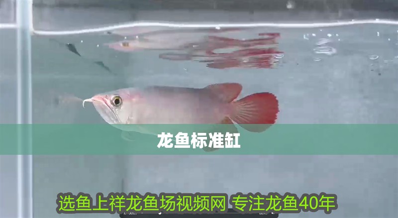 龍魚標準缸 龍魚標準缸 龍魚百科 第2張