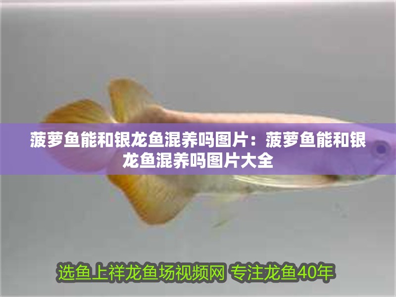 菠蘿魚能和銀龍魚混養嗎圖片：菠蘿魚能和銀龍魚混養嗎圖片大全 菠蘿魚能和銀龍魚混養嗎圖片：菠蘿魚能和銀龍魚混養嗎圖片大全 水族問答