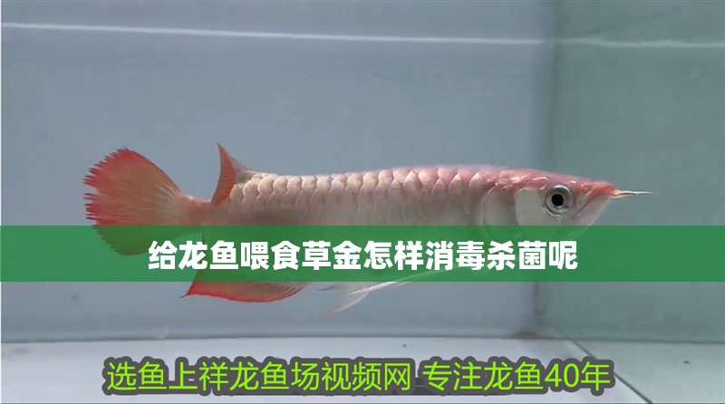 給龍魚喂食草金怎樣消毒殺菌呢 給龍魚喂食草金怎樣消毒殺菌呢 龍魚百科 第2張