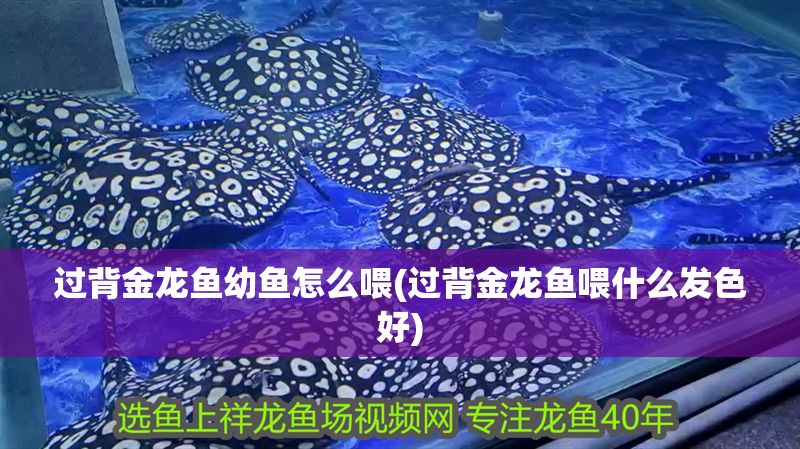 過背金龍魚幼魚怎么喂(過背金龍魚喂什么發(fā)色好)