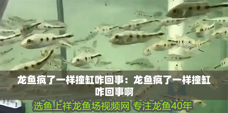 龍魚瘋了一樣撞缸咋回事：龍魚瘋了一樣撞缸咋回事啊 龍魚瘋了一樣撞缸咋回事：龍魚瘋了一樣撞缸咋回事啊 水族問答