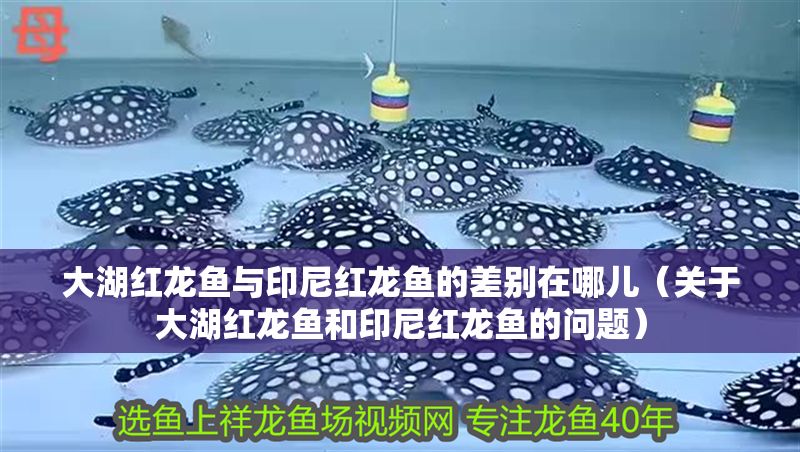 大湖紅龍魚與印尼紅龍魚的差別在哪兒（關于大湖紅龍魚和印尼紅龍魚的問題）