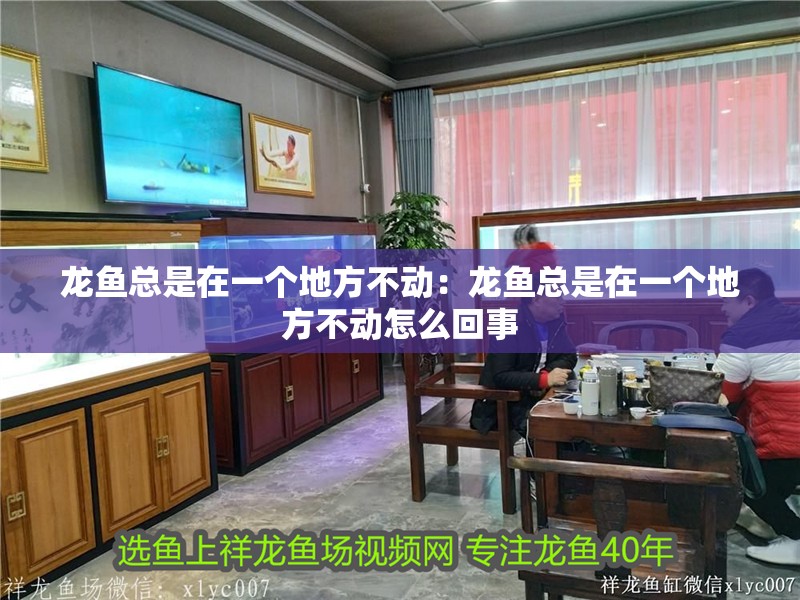 龍魚總是在一個地方不動：龍魚總是在一個地方不動怎么回事