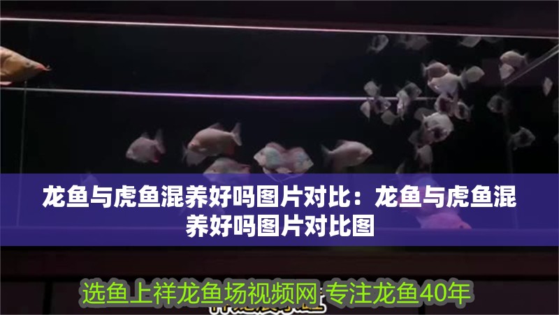 龍魚與虎魚混養好嗎圖片對比：龍魚與虎魚混養好嗎圖片對比圖 龍魚與虎魚混養好嗎圖片對比：龍魚與虎魚混養好嗎圖片對比圖 水族問答