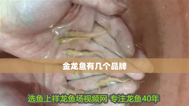 金龍魚有幾個品牌