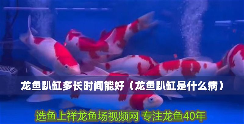 龍魚趴缸多長時間能好（龍魚趴缸是什么病） 龍魚趴缸多長時間能好（龍魚趴缸是什么病） 虎魚百科 第1張