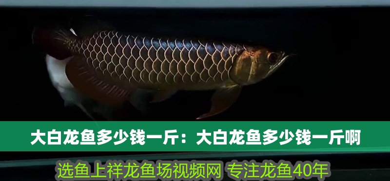 大白龍魚多少錢一斤：大白龍魚多少錢一斤啊 大白龍魚多少錢一斤：大白龍魚多少錢一斤啊 水族問答