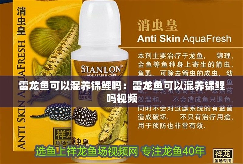 雷龍魚可以混養錦鯉嗎：雷龍魚可以混養錦鯉嗎視頻