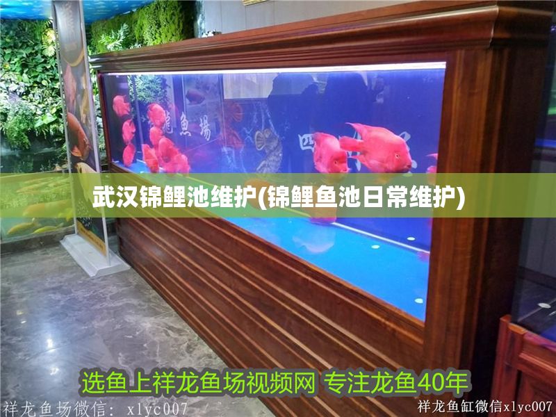 武漢錦鯉池維護(錦鯉魚池日常維護)