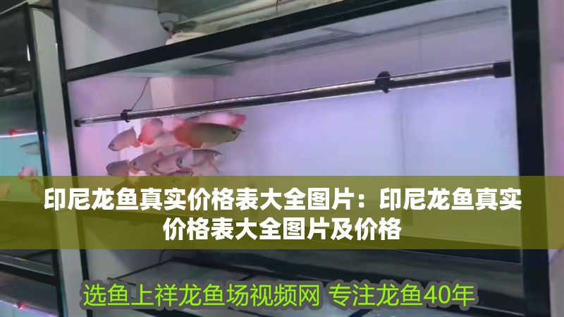 印尼龍魚真實價格表大全圖片：印尼龍魚真實價格表大全圖片及價格