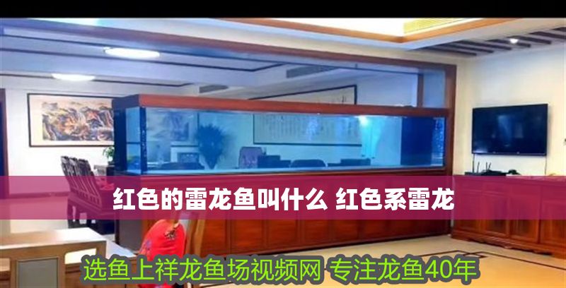 紅色的雷龍魚(yú)叫什么 紅色系雷龍