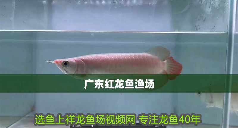 廣東紅龍魚(yú)漁場(chǎng) 廣東紅龍魚(yú)漁場(chǎng) 龍魚(yú)百科 第4張