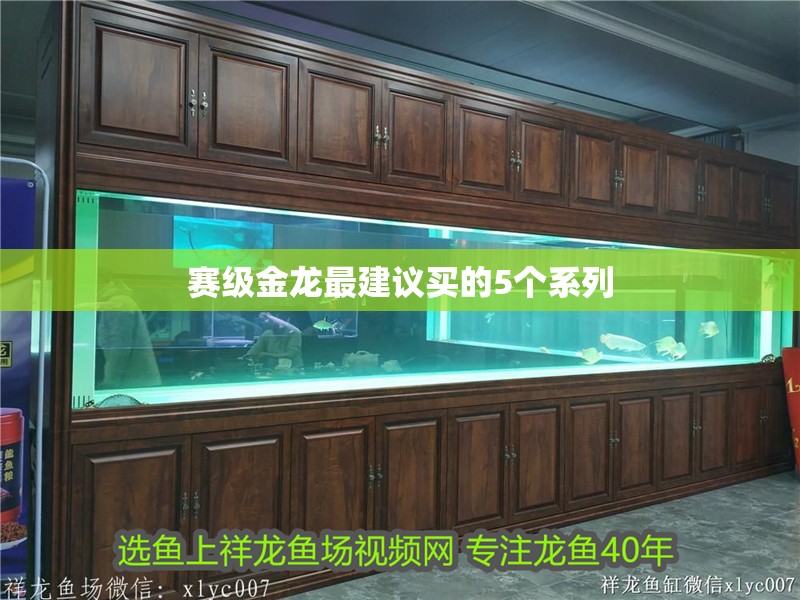 賽級金龍最建議買的5個系列