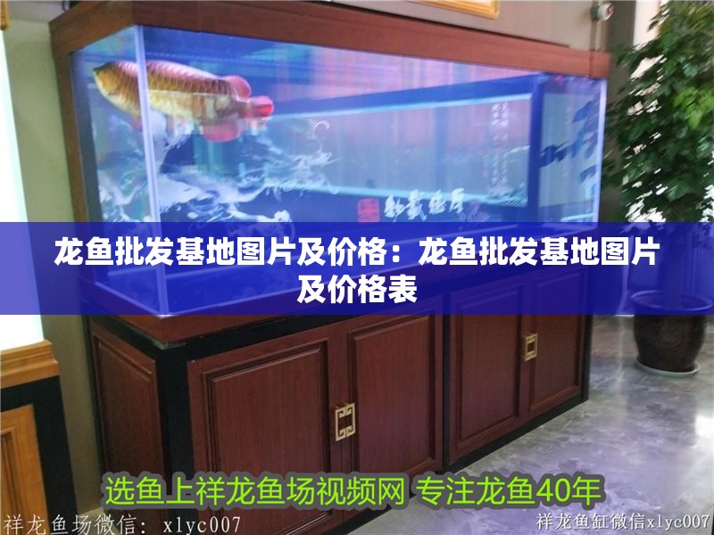 龍魚批發基地圖片及價格：龍魚批發基地圖片及價格表 龍魚批發基地圖片及價格：龍魚批發基地圖片及價格表 水族問答