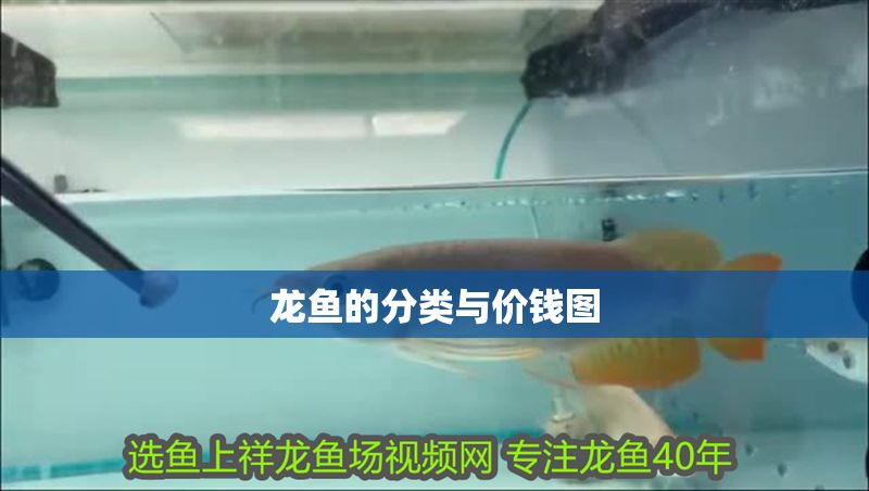 龍魚的分類與價錢圖