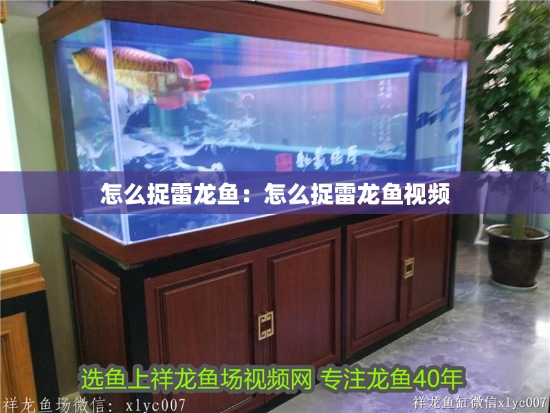 怎么捉雷龍魚：怎么捉雷龍魚視頻 怎么捉雷龍魚：怎么捉雷龍魚視頻 水族問答