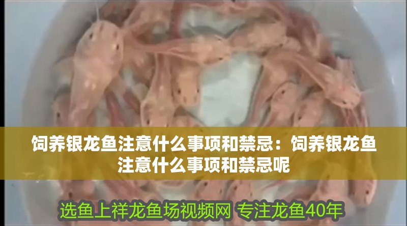 飼養銀龍魚注意什么事項和禁忌：飼養銀龍魚注意什么事項和禁忌呢 飼養銀龍魚注意什么事項和禁忌：飼養銀龍魚注意什么事項和禁忌呢 水族問答