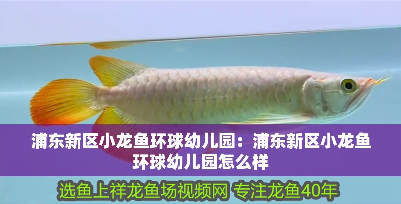 浦東新區(qū)小龍魚環(huán)球幼兒園：浦東新區(qū)小龍魚環(huán)球幼兒園怎么樣