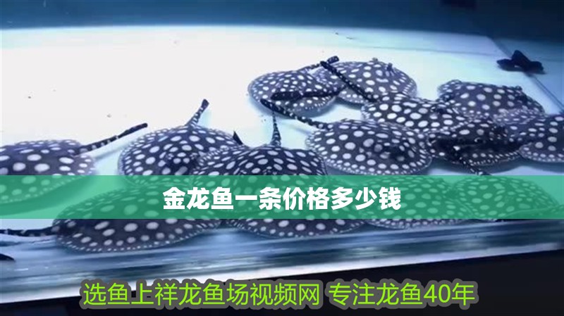 金龍魚一條價格多少錢