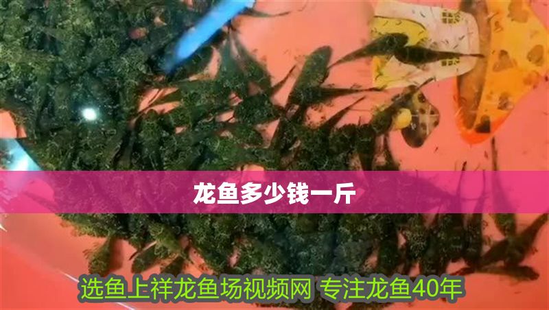 龍魚多少錢一斤 虎魚百科 第1張 龍魚多少錢一斤 龍魚多少錢一斤 虎魚百科 第1張