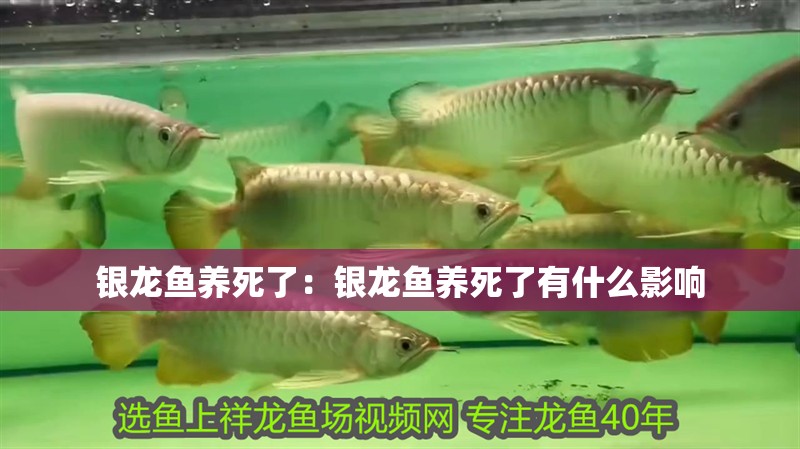 銀龍魚養(yǎng)死了：銀龍魚養(yǎng)死了有什么影響