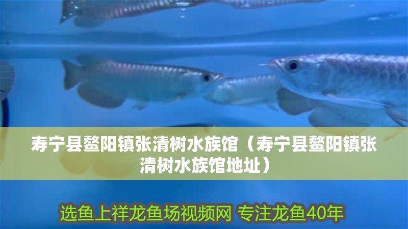 壽寧縣鰲陽(yáng)鎮(zhèn)張清樹(shù)水族館（壽寧縣鰲陽(yáng)鎮(zhèn)張清樹(shù)水族館地址）