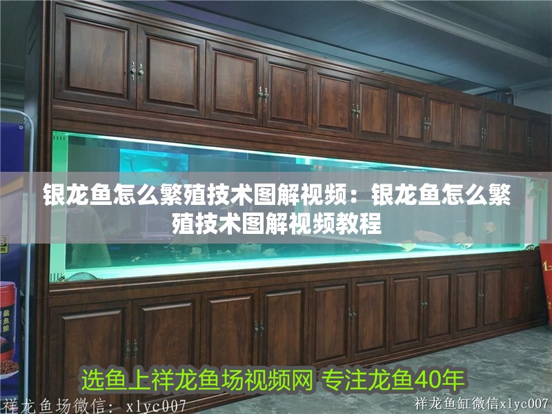 銀龍魚怎么繁殖技術圖解視頻：銀龍魚怎么繁殖技術圖解視頻教程 銀龍魚怎么繁殖技術圖解視頻：銀龍魚怎么繁殖技術圖解視頻教程 水族問答