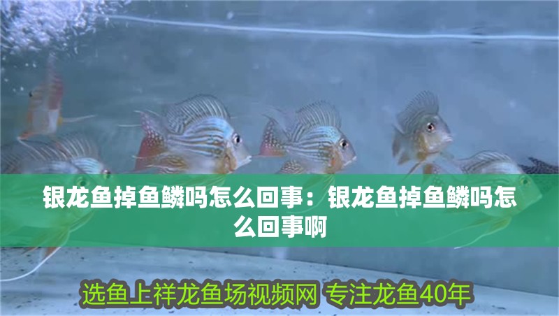 銀龍魚掉魚鱗嗎怎么回事：銀龍魚掉魚鱗嗎怎么回事啊