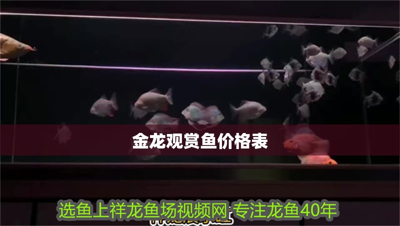 金龍觀賞魚價格表