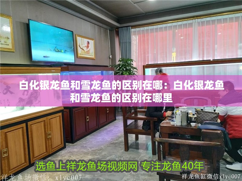 白化銀龍魚和雪龍魚的區別在哪：白化銀龍魚和雪龍魚的區別在哪里