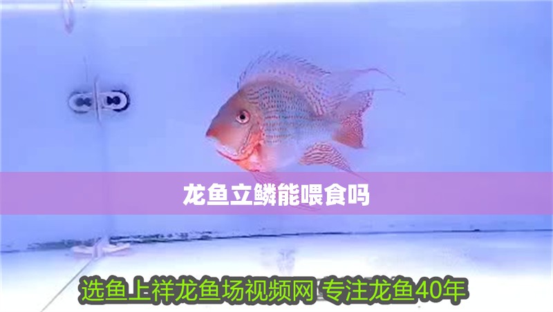 龍魚立鱗能喂食嗎