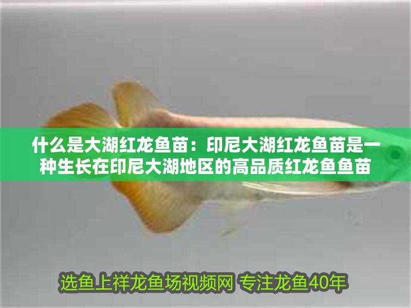 什么是大湖紅龍魚苗:印尼大湖紅龍魚苗是一種生長在印尼大湖地區(qū)的高品質(zhì)紅龍魚魚苗 大湖紅龍魚百科 第1張 什么是大湖紅龍魚苗:印尼大湖紅龍魚苗是一種生長在印尼大湖地區(qū)的高品質(zhì)紅龍魚魚苗 什么是大湖紅龍魚苗:印尼大湖紅龍魚苗是一種生長在印尼大湖地區(qū)的高品質(zhì)紅龍魚魚苗 大湖紅龍魚百科 第1張