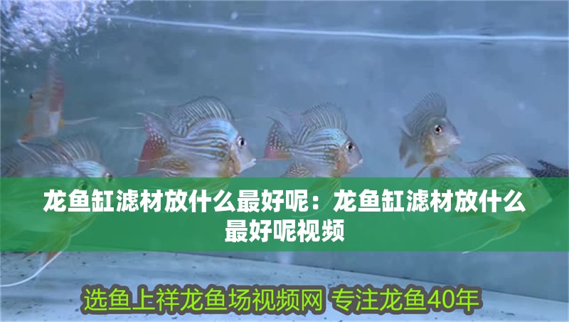 龍魚缸濾材放什么最好呢：龍魚缸濾材放什么最好呢視頻