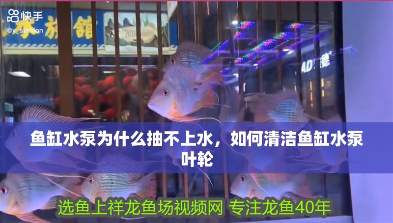 魚缸水泵為什么抽不上水，如何清潔魚缸水泵葉輪