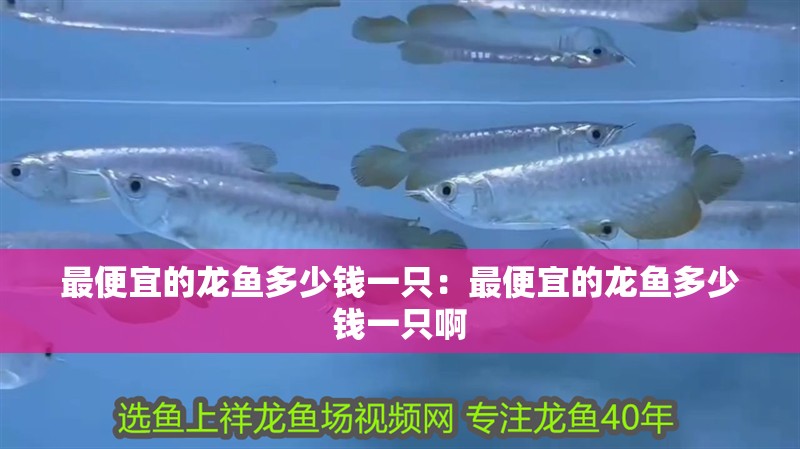 最便宜的龍魚多少錢一只：最便宜的龍魚多少錢一只啊