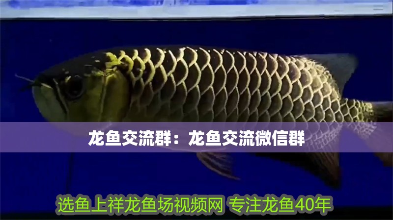 龍魚交流群：龍魚交流微信群