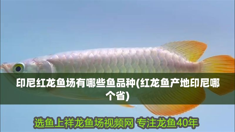 印尼紅龍魚場有哪些魚品種(紅龍魚產(chǎn)地印尼哪個省)