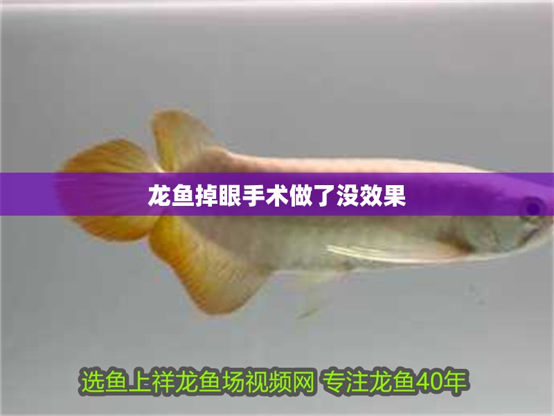 龍魚掉眼手術(shù)做了沒效果 龍魚百科 第2張 龍魚掉眼手術(shù)做了沒效果 龍魚掉眼手術(shù)做了沒效果 龍魚百科 第2張