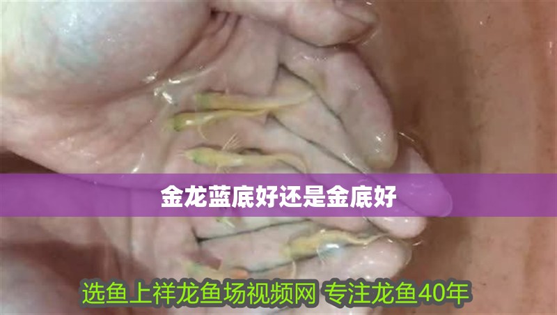 金龍藍底好還是金底好 龍魚百科 第6張 金龍藍底好還是金底好 金龍藍底好還是金底好 龍魚百科 第6張