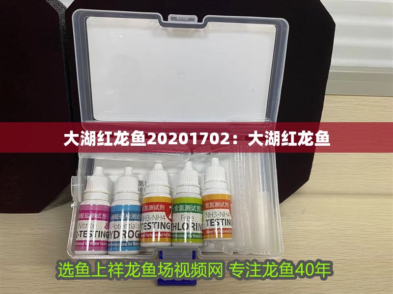 大湖紅龍魚20201702：大湖紅龍魚