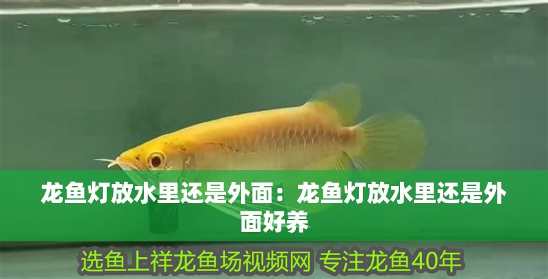 龍魚燈放水里還是外面：龍魚燈放水里還是外面好養(yǎng) 龍魚燈放水里還是外面：龍魚燈放水里還是外面好養(yǎng) 水族問(wèn)答