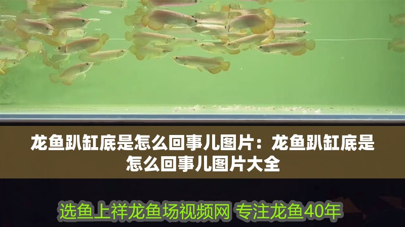 龍魚趴缸底是怎么回事兒圖片：龍魚趴缸底是怎么回事兒圖片大全