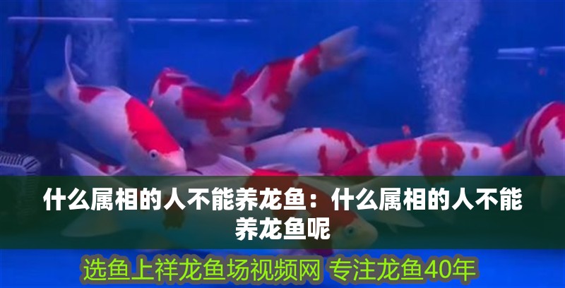 什么屬相的人不能養龍魚：什么屬相的人不能養龍魚呢