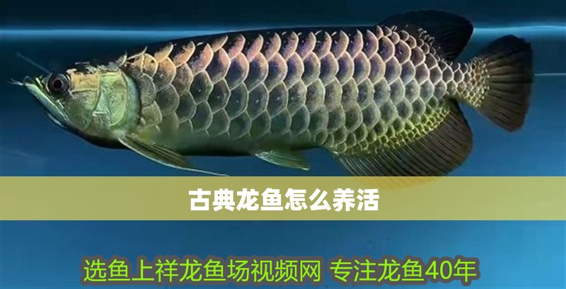 古典龍魚(yú)怎么養(yǎng)活