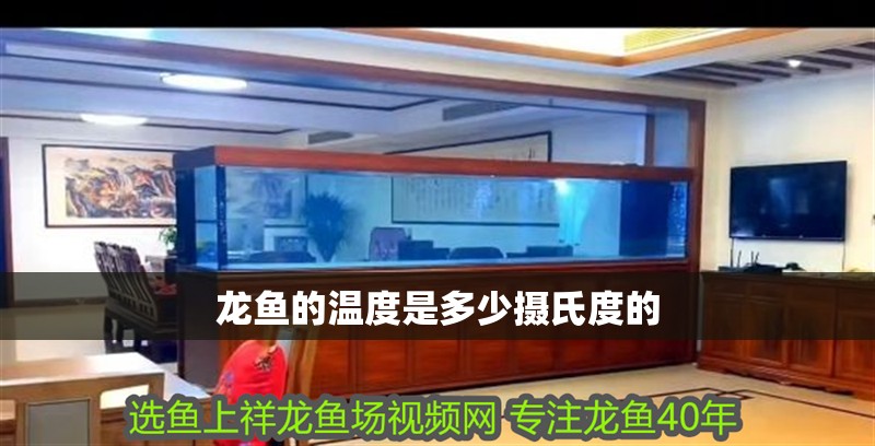 龍魚的溫度是多少攝氏度的
