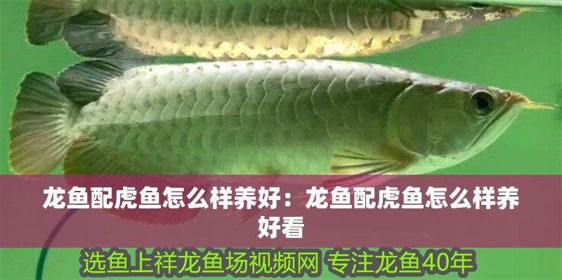 龍魚配虎魚怎么樣養好：龍魚配虎魚怎么樣養好看